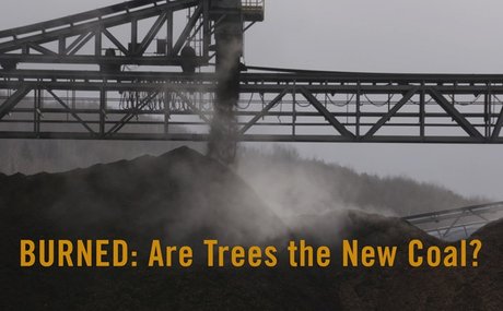 2019-11-22-edsp-eco-pro-biomass-lobbyfacts-research-part-3-scientists-burned-documentary-are-trees-the-new-coal